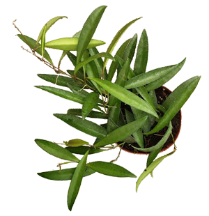 Wayetti Green